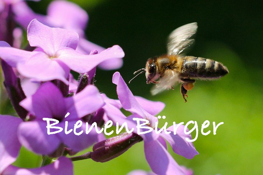 BienenBürger/BienenBürger/ Biene fliegt zu lila Blume